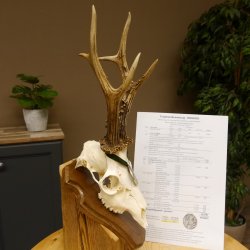 Rehgeweih Medaillenklasse Silber 510 g CIC 124,90 IP HL max. 26,7 cm hochkapitaler Bock Reh Geweih Gehörn Schild