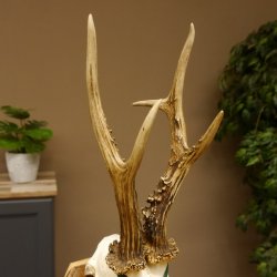 Rehgeweih Medaillenklasse Silber 510 g CIC 124,90 IP HL max. 26,7 cm hochkapitaler Bock Reh Geweih Gehörn Schild