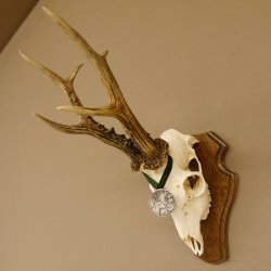 Rehgeweih Medaillenklasse Silber 510 g CIC 124,90 IP HL max. 26,7 cm hochkapitaler Bock Reh Geweih Gehörn Schild