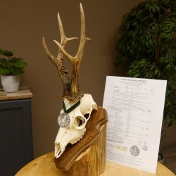 Rehgeweih Medaillenklasse Silber 510 g CIC 124,90 IP HL max. 26,7 cm hochkapitaler Bock Reh Geweih Gehörn Schild