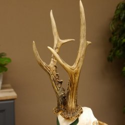 Rehgeweih Medaillenklasse Silber 510 g CIC 124,90 IP HL max. 26,7 cm hochkapitaler Bock Reh Geweih Gehörn Schild