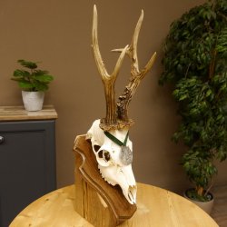 Rehgeweih Medaillenklasse Silber 510 g CIC 124,90 IP HL max. 26,7 cm hochkapitaler Bock Reh Geweih Gehörn Schild