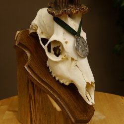 Rehgeweih Medaillenklasse Silber 510 g CIC 124,90 IP HL max. 26,7 cm hochkapitaler Bock Reh Geweih Gehörn Schild