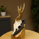 Rehgeweih abnormer Bock Reh Geweih Gehörn Trophäenschild 610.204