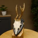 Rehgeweih abnormer Bock Reh Geweih Gehörn Trophäenschild 610.204