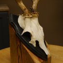 Rehgeweih abnormer Bock Reh Geweih Gehörn Trophäenschild 610.204