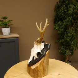 Rehgeweih abnormer Bock Reh Geweih Gehörn Trophäenschild 610.204