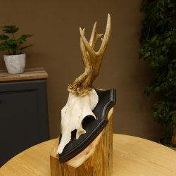 Rehgeweih abnormer Bock Reh Geweih Gehörn Trophäenschild 610.204