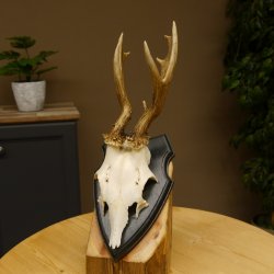 Rehgeweih abnormer Bock Reh Geweih Gehörn Trophäenschild 610.204