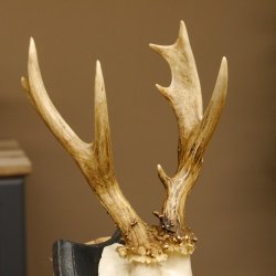 Rehgeweih abnormer Bock Reh Geweih Gehörn Trophäenschild 610.204