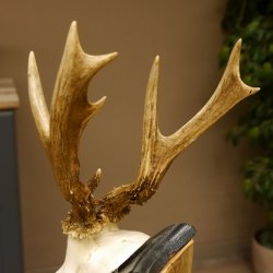 Rehgeweih abnormer Bock Reh Geweih Gehörn Trophäenschild 610.204
