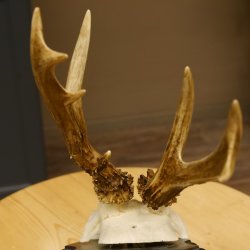 Rehgeweih abnormer Bock Reh Geweih Gehörn Trophäenschild 610.204