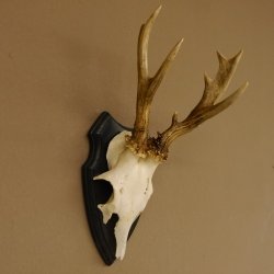 Rehgeweih abnormer Bock Reh Geweih Gehörn Trophäenschild 610.204