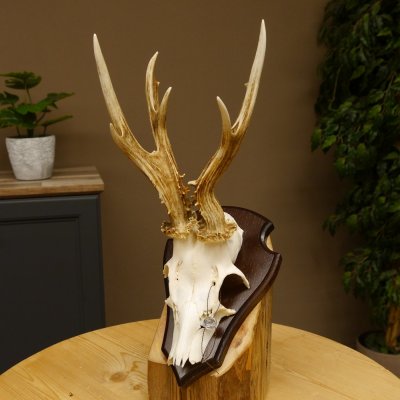 Rehgeweih abnormer Bock Reh Geweih Gehörn Trophäenschild 610.205