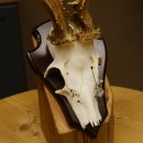 Rehgeweih abnormer Bock Reh Geweih Gehörn Trophäenschild 610.205