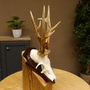 Rehgeweih abnormer Bock Reh Geweih Gehörn Trophäenschild 610.205