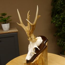 Rehgeweih abnormer Bock Reh Geweih Gehörn Trophäenschild 610.205