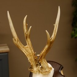 Rehgeweih abnormer Bock Reh Geweih Gehörn Trophäenschild 610.205