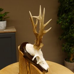 Rehgeweih abnormer Bock Reh Geweih Gehörn Trophäenschild 610.205