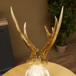 Rehgeweih abnormer Bock Reh Geweih Gehörn Trophäenschild 610.205