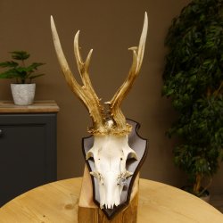 Rehgeweih abnormer Bock Reh Geweih Gehörn Trophäenschild 610.205