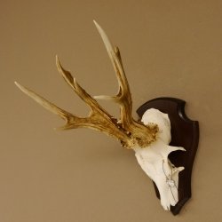 Rehgeweih abnormer Bock Reh Geweih Gehörn Trophäenschild 610.205