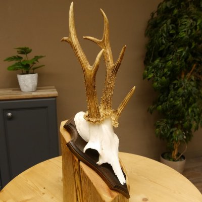 Rehgeweih Drei-Stangen-Bock abnormer Bock Reh Geweih Gehörn Trophäenschild 610.207