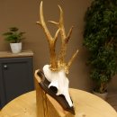 Rehgeweih Drei-Stangen-Bock abnormer Bock Reh Geweih Gehörn Trophäenschild 610.207