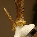 Rehgeweih Drei-Stangen-Bock abnormer Bock Reh Geweih Gehörn Trophäenschild 610.207