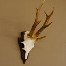 Rehgeweih Drei-Stangen-Bock abnormer Bock Reh Geweih Gehörn Trophäenschild 610.207