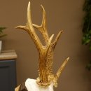 Rehgeweih Drei-Stangen-Bock abnormer Bock Reh Geweih Gehörn Trophäenschild 610.207