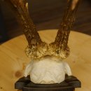 Rehgeweih Drei-Stangen-Bock abnormer Bock Reh Geweih Gehörn Trophäenschild 610.207