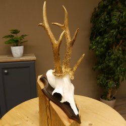 Rehgeweih Drei-Stangen-Bock abnormer Bock Reh Geweih Gehörn Trophäenschild 610.207