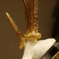 Rehgeweih Drei-Stangen-Bock abnormer Bock Reh Geweih Gehörn Trophäenschild 610.207