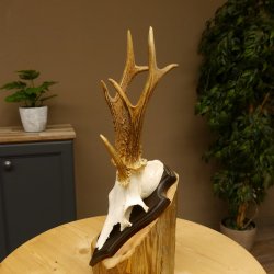 Rehgeweih Drei-Stangen-Bock abnormer Bock Reh Geweih Gehörn Trophäenschild 610.207