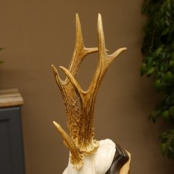 Rehgeweih Drei-Stangen-Bock abnormer Bock Reh Geweih Gehörn Trophäenschild 610.207