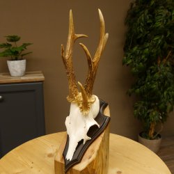 Rehgeweih Drei-Stangen-Bock abnormer Bock Reh Geweih Gehörn Trophäenschild 610.207