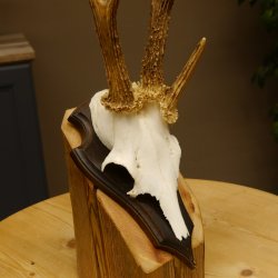 Rehgeweih Drei-Stangen-Bock abnormer Bock Reh Geweih Gehörn Trophäenschild 610.207