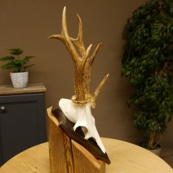 Rehgeweih Drei-Stangen-Bock abnormer Bock Reh Geweih Gehörn Trophäenschild 610.207