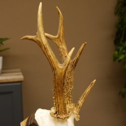 Rehgeweih Drei-Stangen-Bock abnormer Bock Reh Geweih Gehörn Trophäenschild 610.207