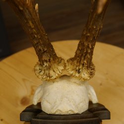 Rehgeweih Drei-Stangen-Bock abnormer Bock Reh Geweih Gehörn Trophäenschild 610.207