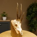 Rehgeweih Drei-Stangen-Bock abnormer Bock Reh Geweih Gehörn 610.208