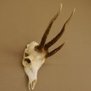 Rehgeweih Drei-Stangen-Bock abnormer Bock Reh Geweih Gehörn 610.208