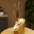 Rehgeweih Drei-Stangen-Bock abnormer Bock Reh Geweih Gehörn 610.208