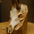 Rehgeweih Drei-Stangen-Bock abnormer Bock Reh Geweih Gehörn 610.208