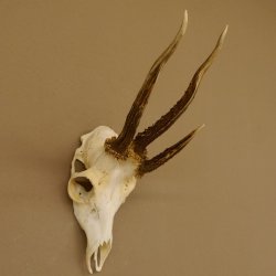 Rehgeweih Drei-Stangen-Bock abnormer Bock Reh Geweih Gehörn 610.208