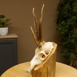 Rehgeweih Drei-Stangen-Bock abnormer Bock Reh Geweih Gehörn 610.208