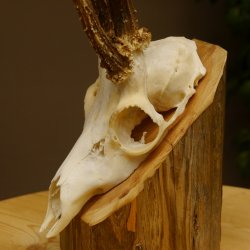 Rehgeweih Drei-Stangen-Bock abnormer Bock Reh Geweih Gehörn 610.208