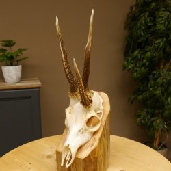 Rehgeweih Drei-Stangen-Bock abnormer Bock Reh Geweih Gehörn 610.208