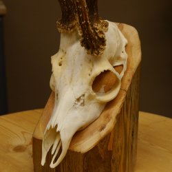 Rehgeweih Drei-Stangen-Bock abnormer Bock Reh Geweih Gehörn 610.208